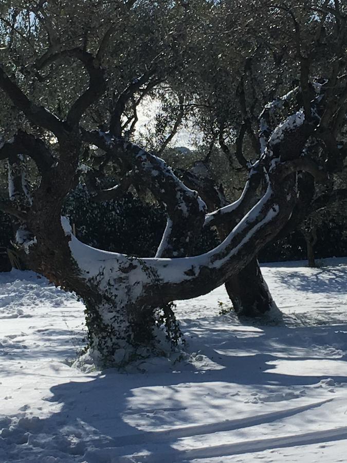 Il Poggio Degli Ulivi Appartement Trevignano Romano Buitenkant foto