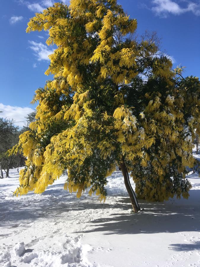 Il Poggio Degli Ulivi Appartement Trevignano Romano Buitenkant foto