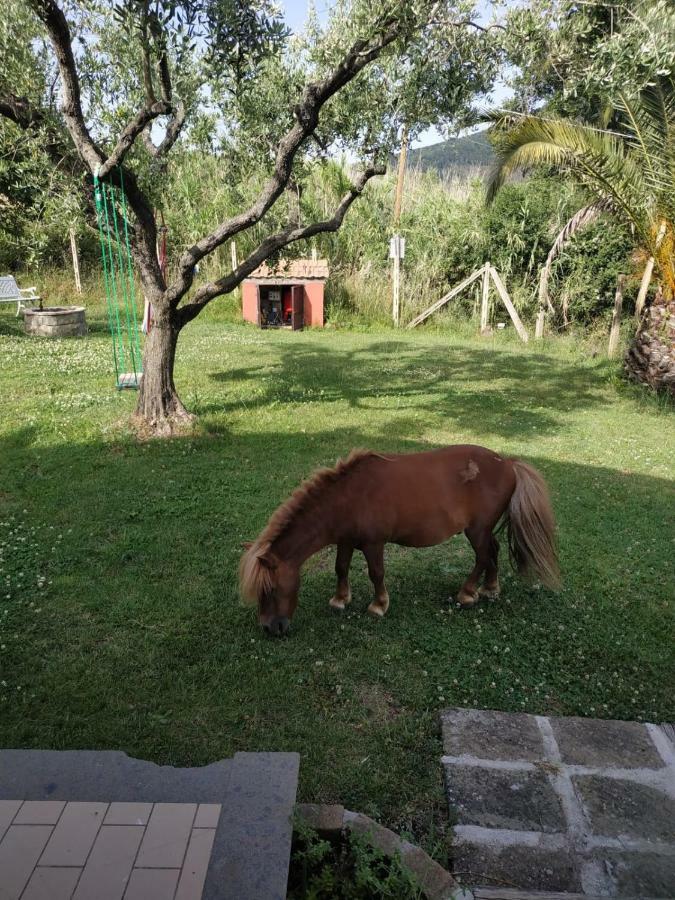 Il Poggio Degli Ulivi Appartement Trevignano Romano Buitenkant foto