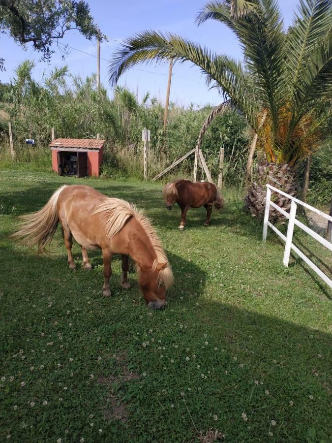 Il Poggio Degli Ulivi Appartement Trevignano Romano Buitenkant foto